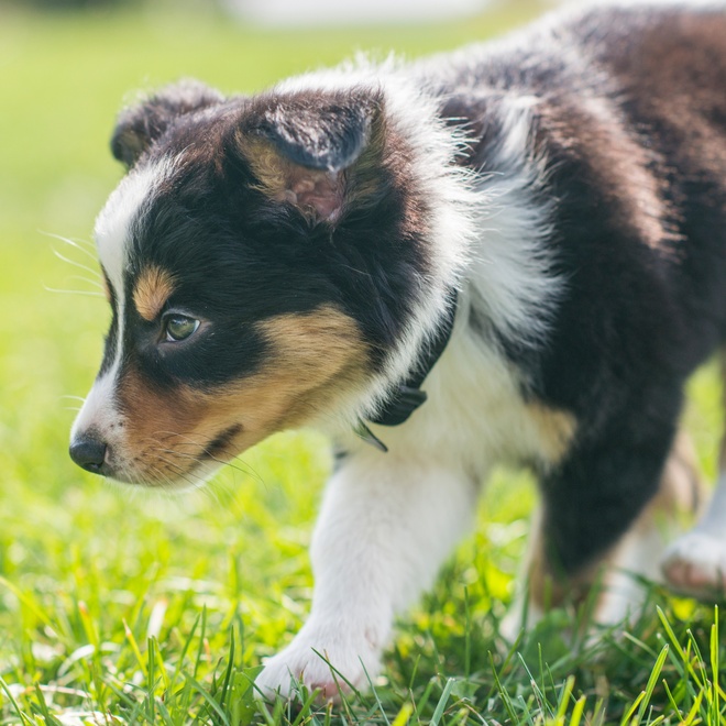Un magnifique chiot Border Collie marron et blanc