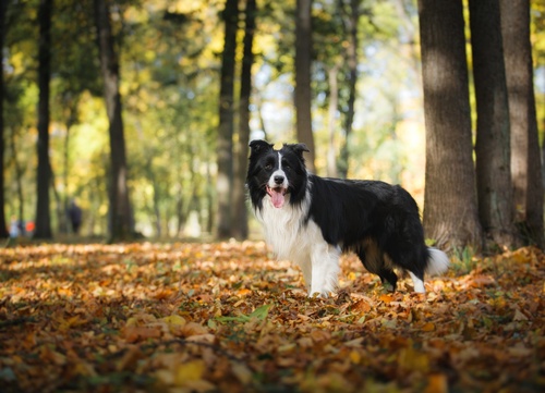a border collie in the forest