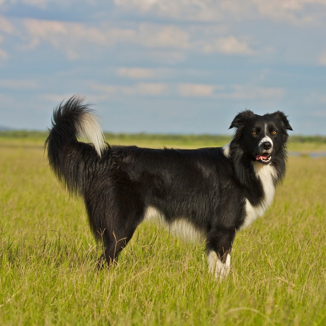 a Border Collie standing in a field