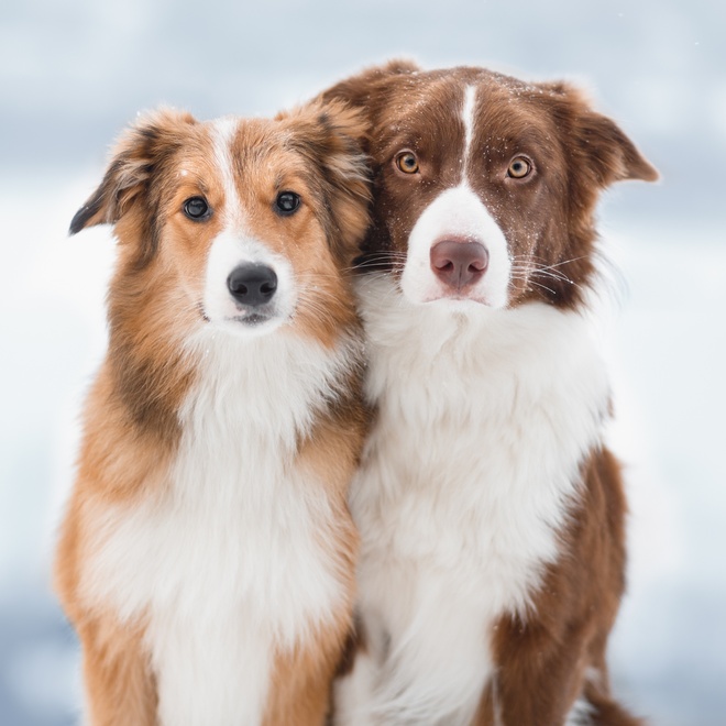 Two beautiful beige and brown Border Collies