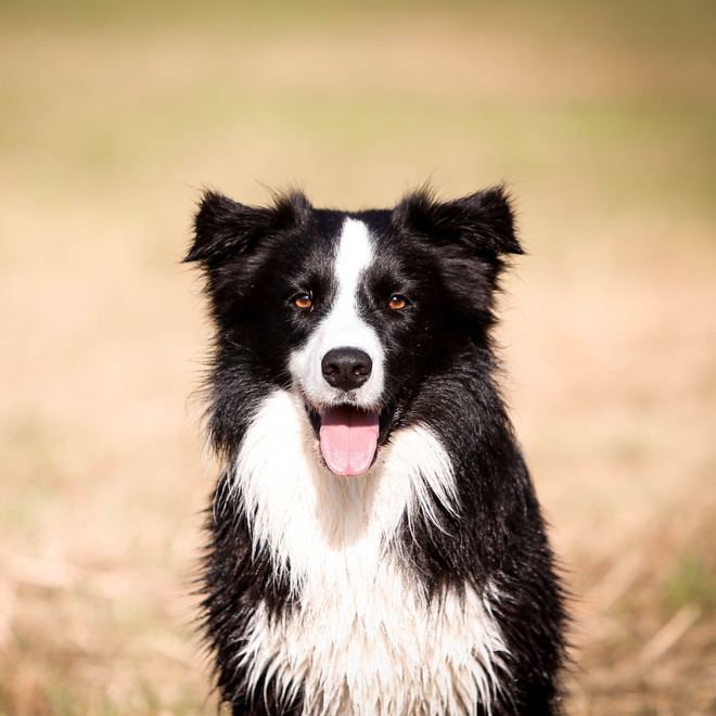Portrait of a Border Collie sitting outside
