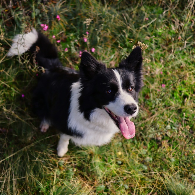 A Border Collie seen from above sitting on the grass