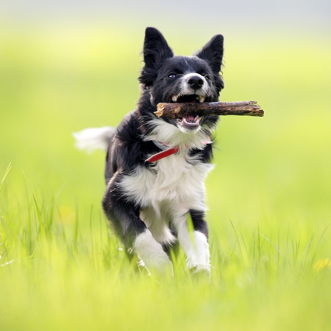 A Border Collie running with a stick in its mouth