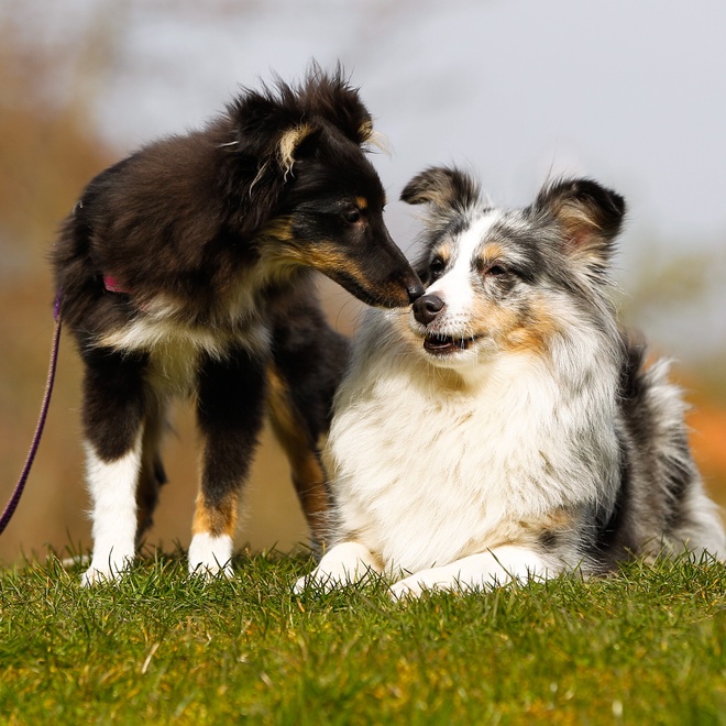 Two Border Collies cuddling up