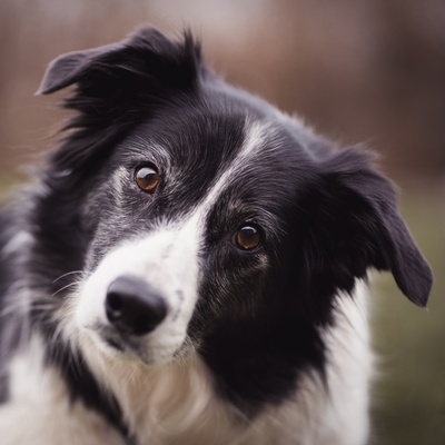 Border Collie Adoption Costs Care Essentials
