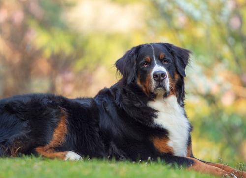 A Bernese Mountain Dog lying on the grass