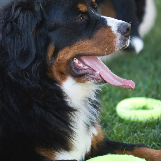 A Bernese Mountain Dog lying on the grass with his toys