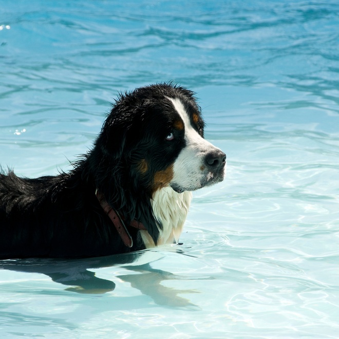 A Bernese Mountain Dog swimming