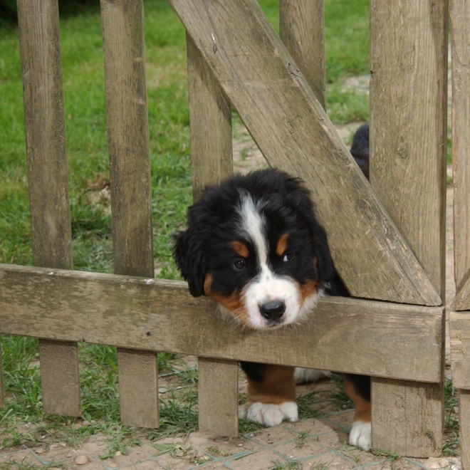 A Bernese Mountain Dog puppy trying to cross a fence