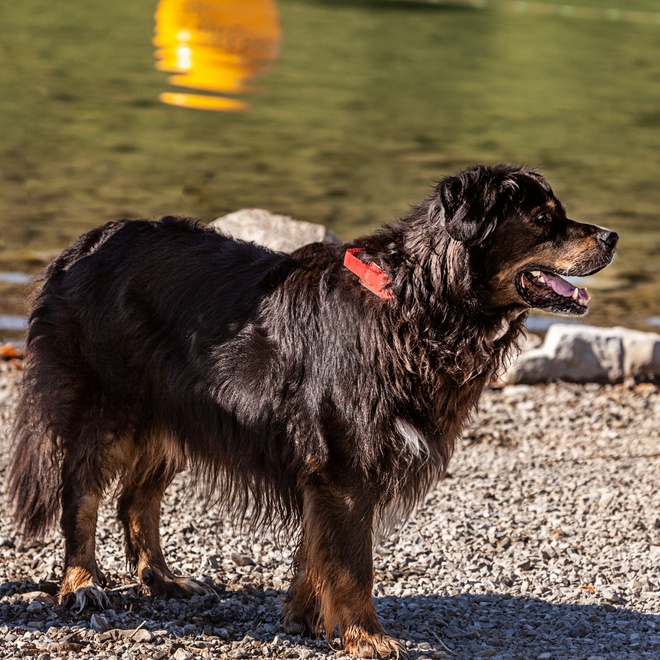 A Bernese Mountain Dog out of the water
