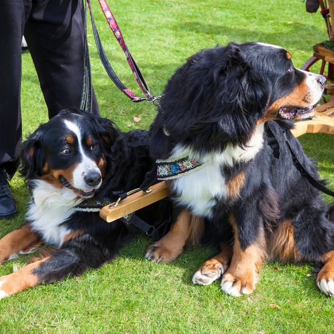 Two Bernese Mountain Dogs ready for work