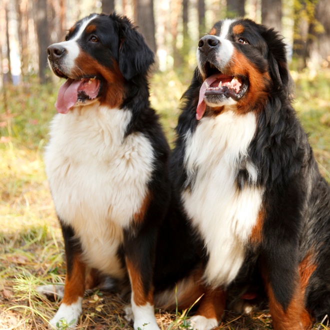Two Bernese Mountain Dogs sitting next to each other