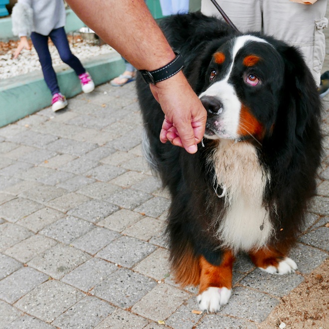 A Bernese Mountain Dog who feels his master's touch