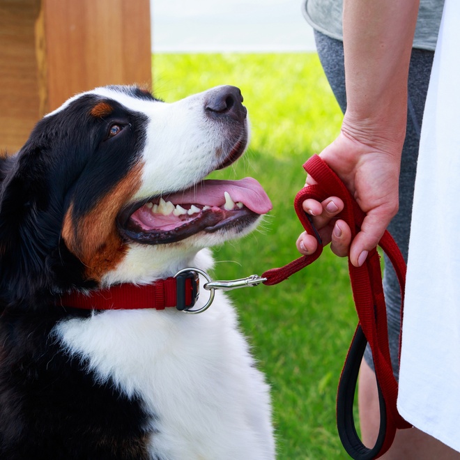 A Bernese Mountain Dog on a lead near its master
