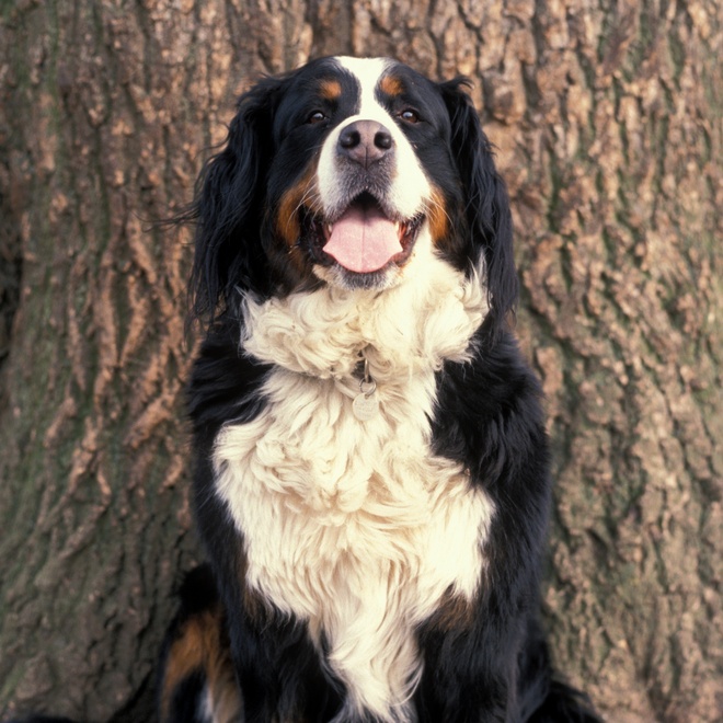 A Bernese Mountain Dog sitting in front of a tree
