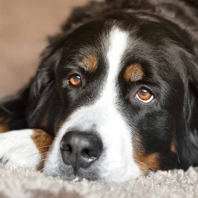 A Bernese Mountain Dog with its head on the ground