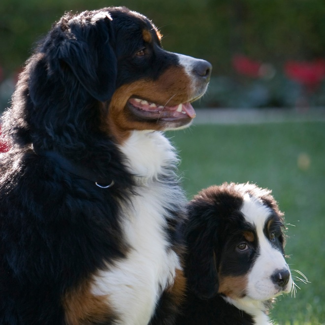 A Bernese Mountain Dog and her sitting puppy