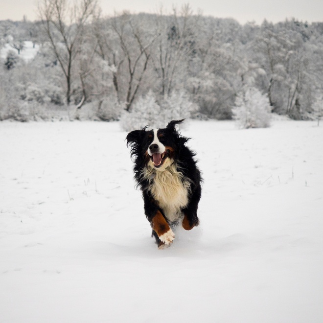 A Bernese Mountain Dog running in the snow