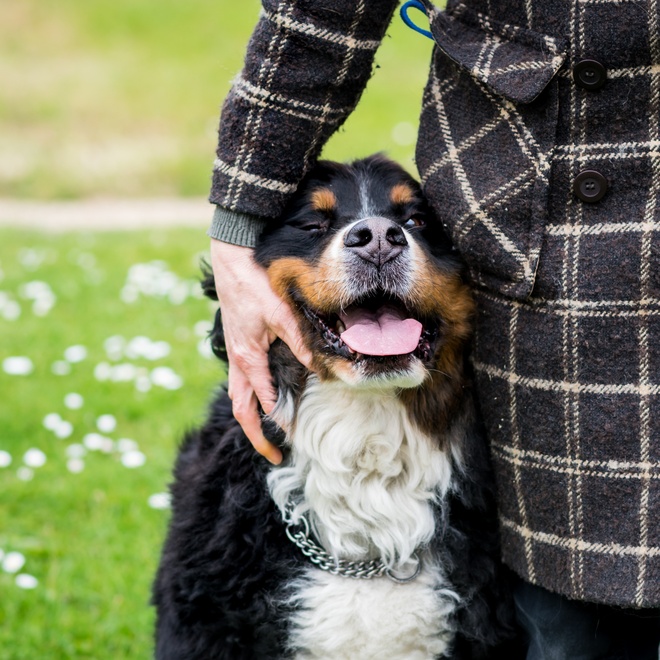 A Bernese Mountain Dog glued to its master