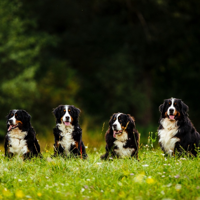 Four Bernese Mountain Dogs sitting on the grass