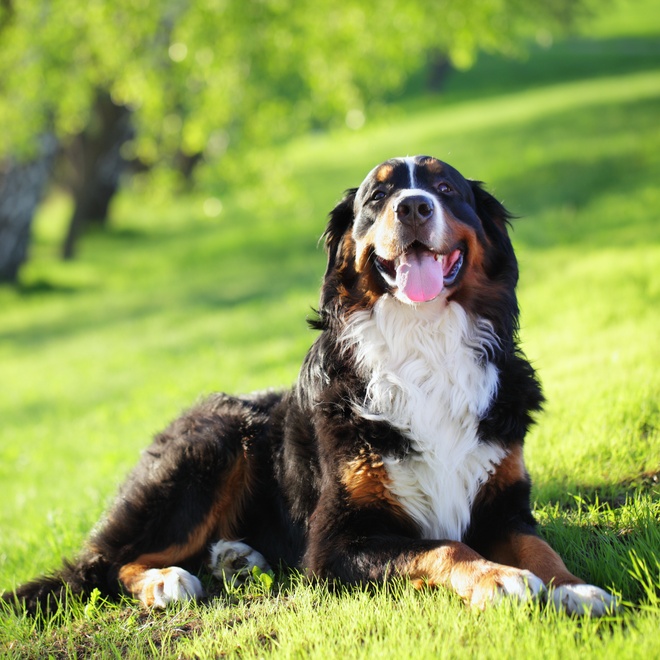A Bernese Mountain Dog lying on the grass