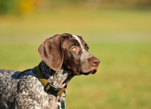 profile of a German Shorthaired Pointer on the grass