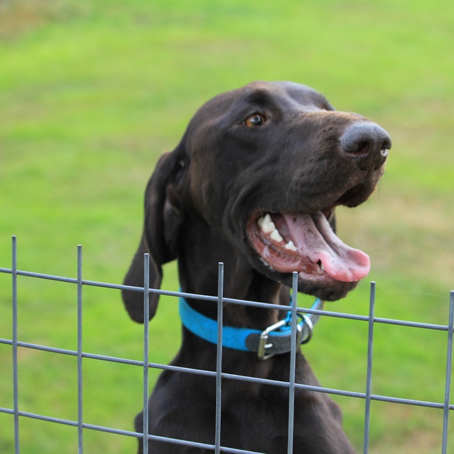 A German Pointer wearing a blue collar and standing behind a fence