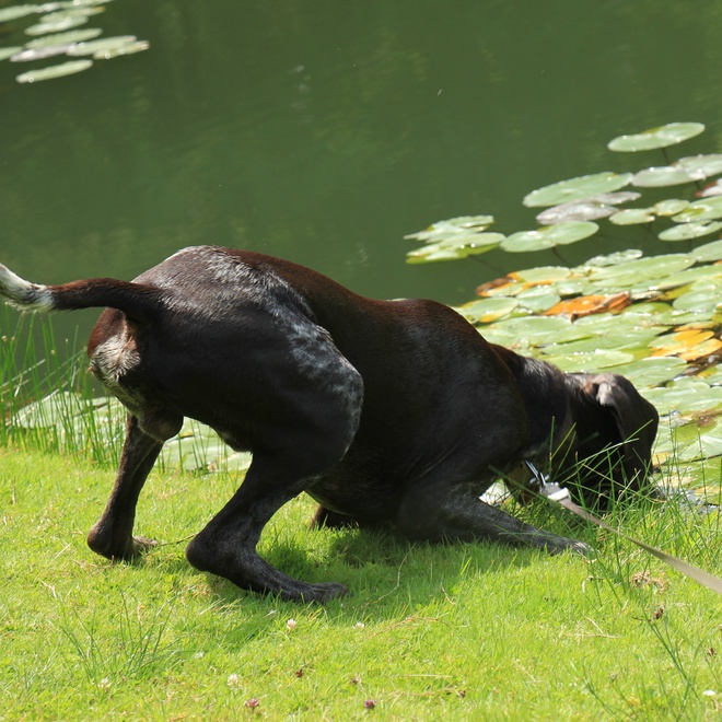 a German pointer drinking pond water
