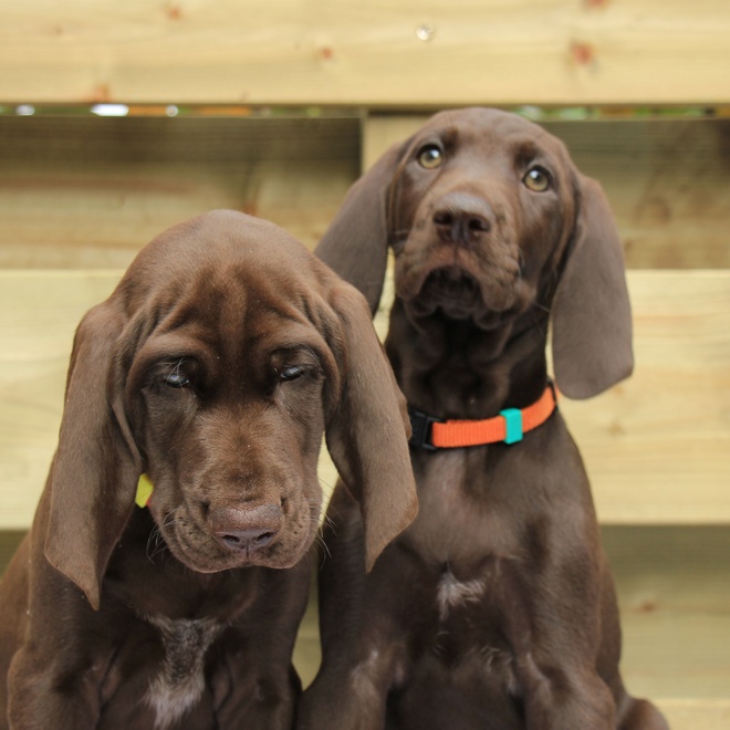 Two German pointers together