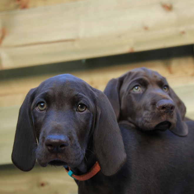 Two German pointers lying on top of each other