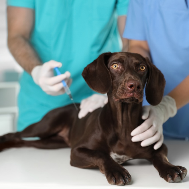 a little German Pointer at the vet's, receiving an injection