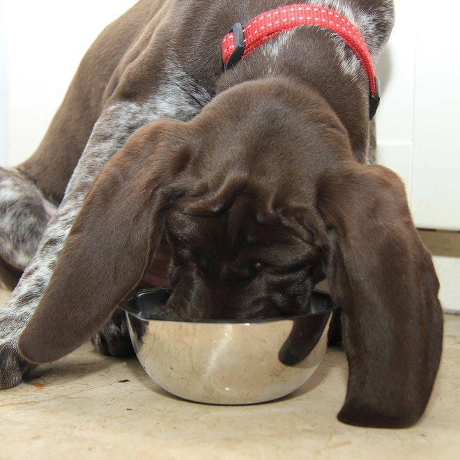 a German shorthaired pointer eating out of his own bowl
