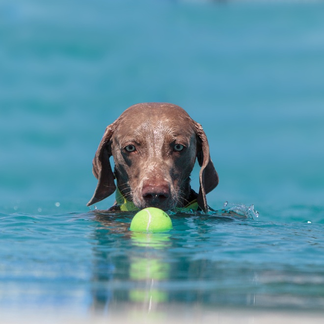 a German Pointer in the water, playing with a ball