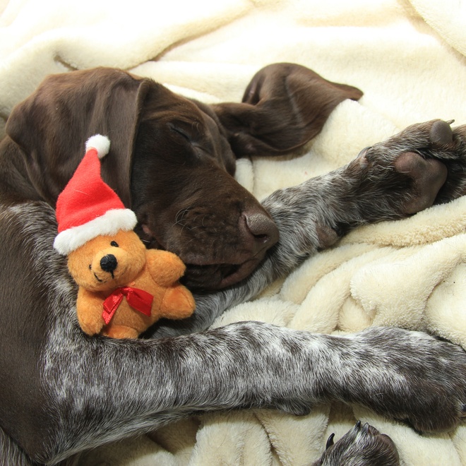 a German pointer sleeping with a little cuddly toy