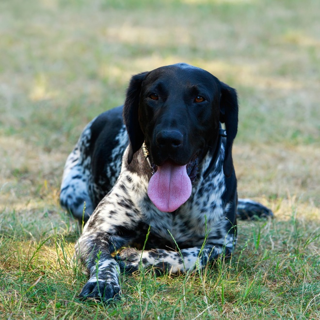 a German Pointer sitting on the grass, sticking out its tongue