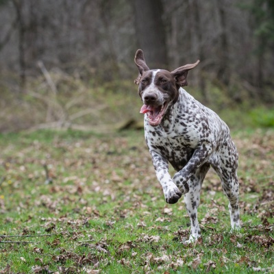 Discover the German Shorthaired Pointer's world