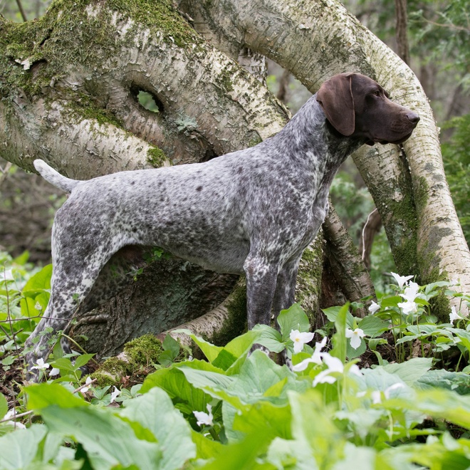 A German pointer in the forest