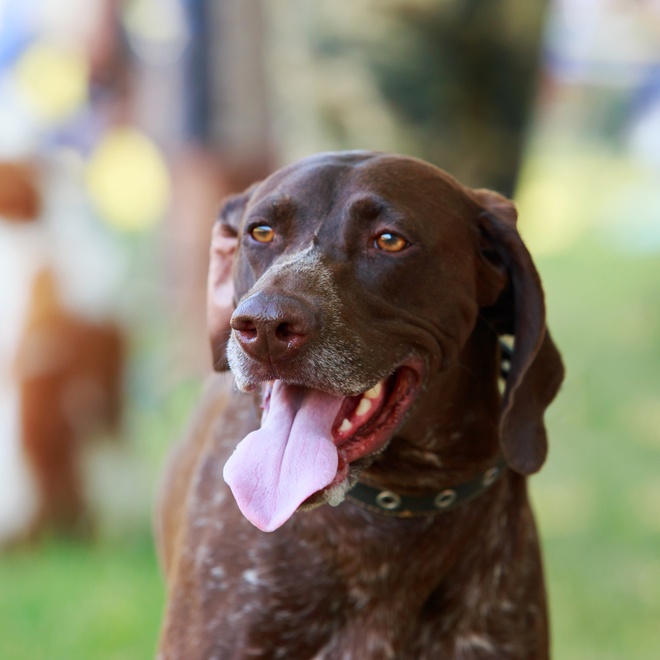 A German pointer sticking his tongue out