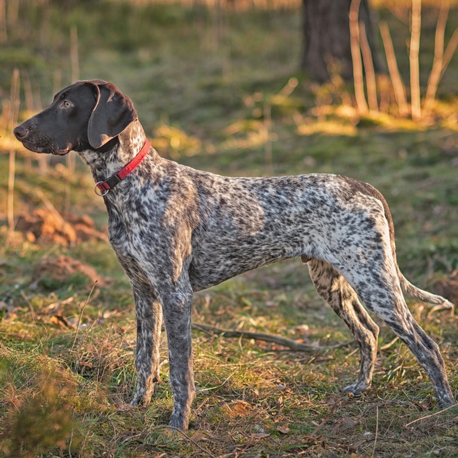 A German Pointer lit up by the sun