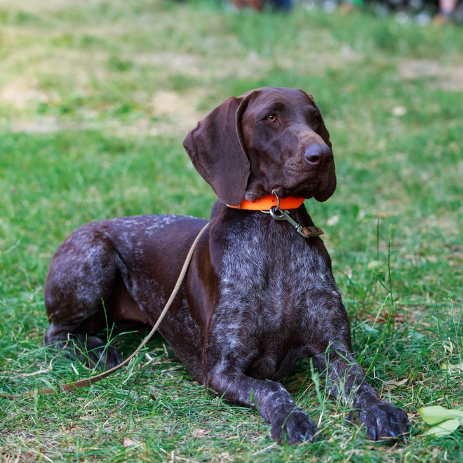 a German Pointer sitting on the grass, wearing a red collar