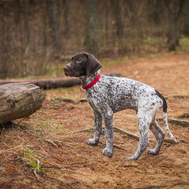 A spotted German shortaired pointer in the forest