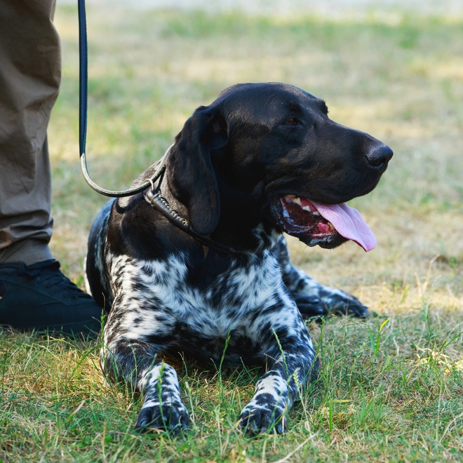 a German Pointer on a lead, lying at his master's feet