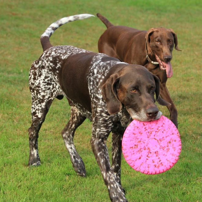 a German Shorthaired Pointer playing with a pink Frisbee and another German Shorthaired Pointer