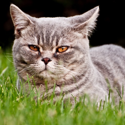 A gray British Shorthair lying in the grass