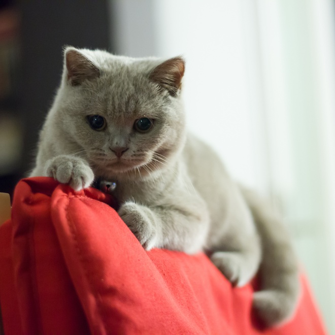 A British Shorthair lying on the back of a sofa