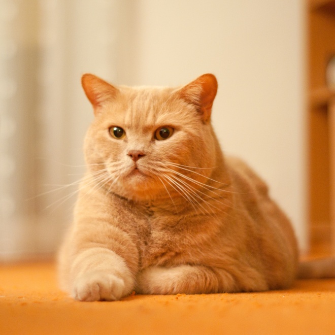 A beautiful British Shorthair golden lying on the ground
