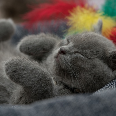 A British Shorthair lying on its back with its legs in the air