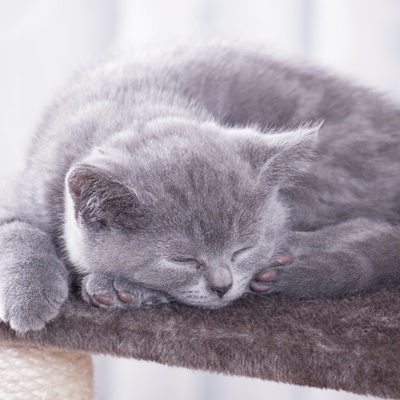 A British Shorthair sleeping in a ball