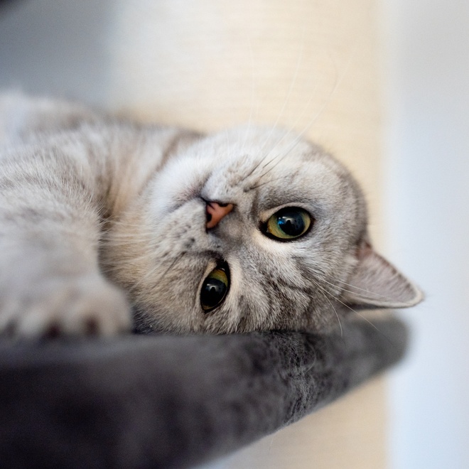 A British Shorthair lying on his side