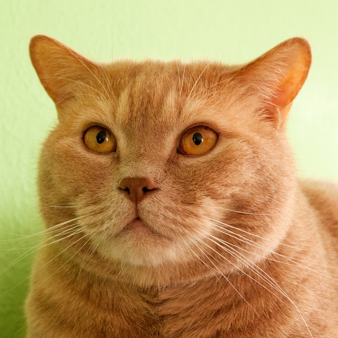 Portrait of a lovely British Shorthair golden